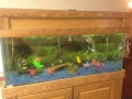 aquarium_007.jpg